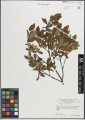Foto von Salix hastata L.